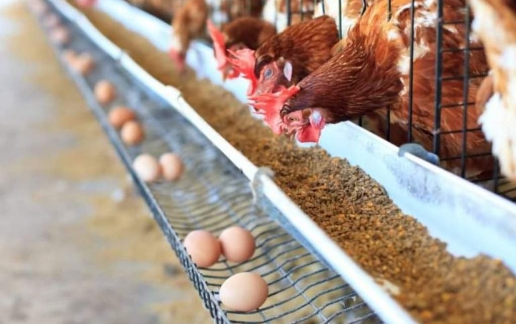 Declarado un foco de gripe aviar en vallisoletana de Íscar